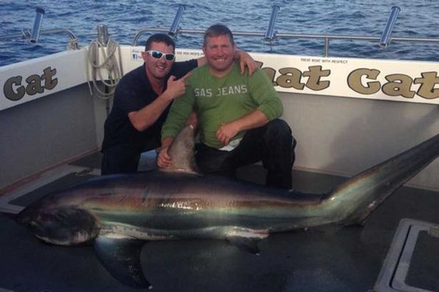 英国男子激战5个小时俘获一条大长尾鲨