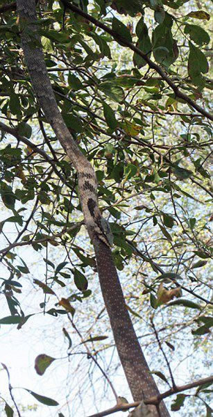 蛇吞蛇:赞比亚国家公园一条藤蛇试图吞食一条非洲树蛇