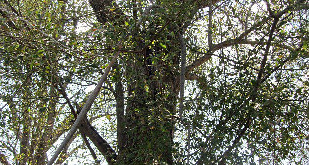 蛇吞蛇:赞比亚国家公园一条藤蛇试图吞食一条非洲树蛇