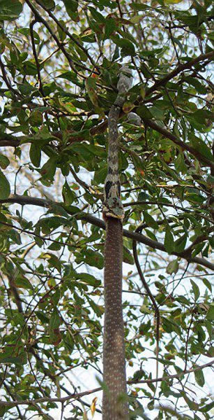 蛇吞蛇:赞比亚国家公园一条藤蛇试图吞食一条非洲树蛇