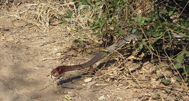 蛇吞蛇:赞比亚国家公园一条藤蛇试图吞食一条