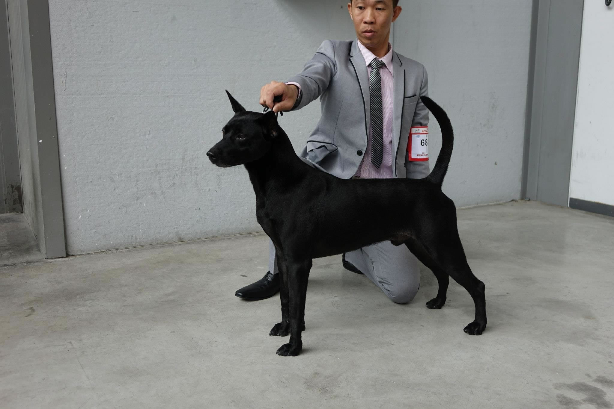 台湾土狗获世界畜犬联盟(FCI)认证正名“台湾犬”