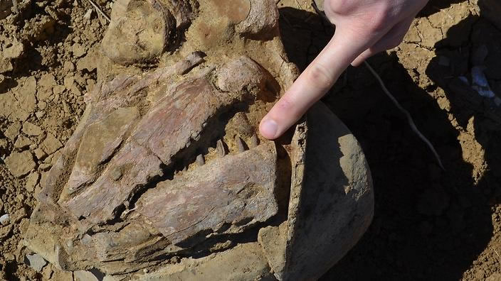 化石中的鱼牙长达2厘米长，比原本以为的更加大。