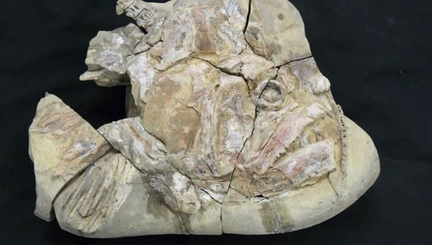 这种鱼的下颚非常巨大,极有可能是当时的海上霸主之一。