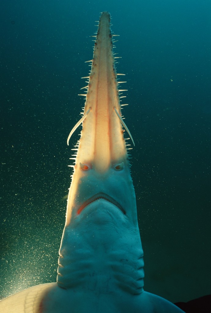 带刺的吻部:这只塔斯马尼亚锯鲛属于一群鲨鱼,它们以吻部看起来会致命而为人所知。 Photograph by David Doubilet, National G