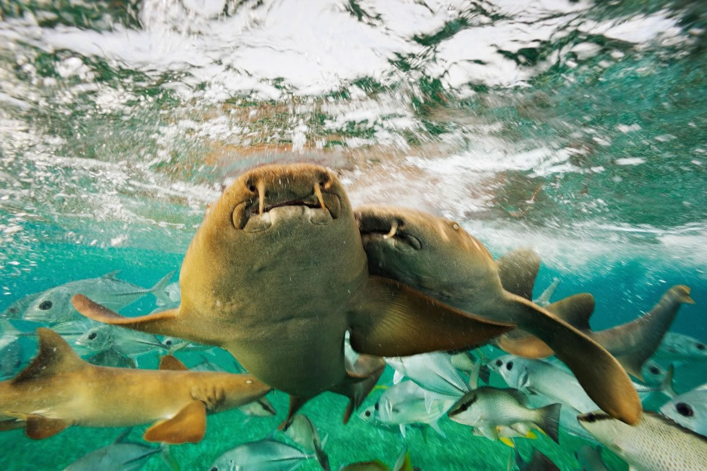 铰口鲨:铰口鲨摩肩擦踵地悠游于贝里斯附近的后辰海洋保留区。 Photograph by Brian Skerry, National Geographic Cr