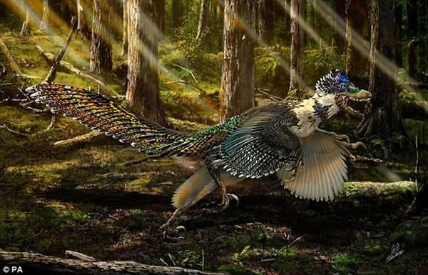 孙氏振元龙的复原效果图。这种生活在大约1.5亿年前的恐龙体长约1.5米,相比它的同类,它的翅膀显得非常短,但其覆盖的羽毛结构精细层次复杂