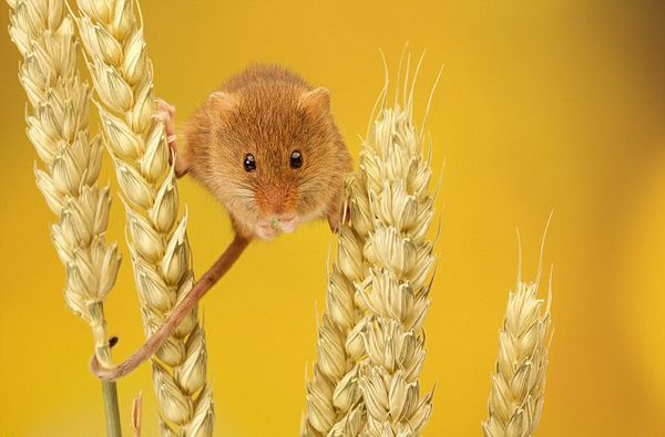 ������ƽ����֣�С����ƽ�ȵ�վ�����������