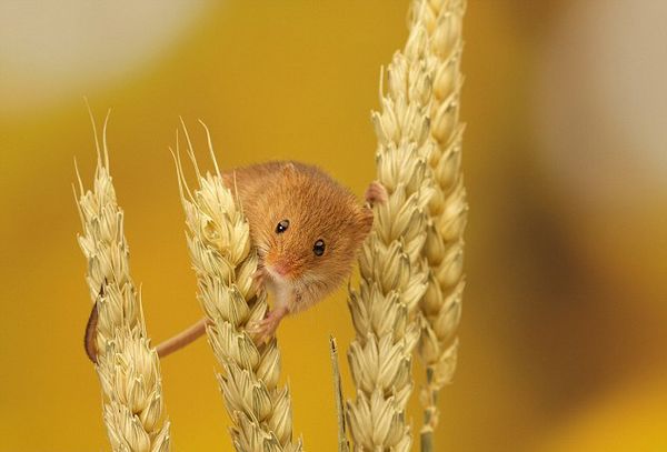 ������ƽ����֣�С����ƽ�ȵ�վ�����������