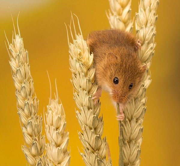 ������ƽ����֣�С����ƽ�ȵ�վ�����������