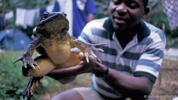 世界上最大的青蛙——非洲巨蛙(Conraua goliath)