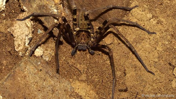 最大的蜘蛛能长到30厘米:巨蟹蛛Heteropoda maxima