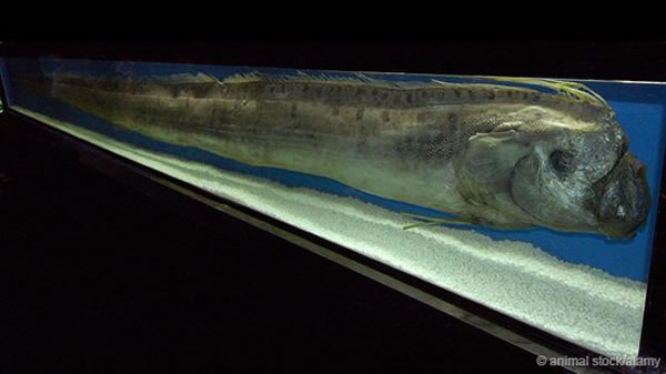 �ʴ���(Regalecus glesne)���ο�������޴�ĺ���