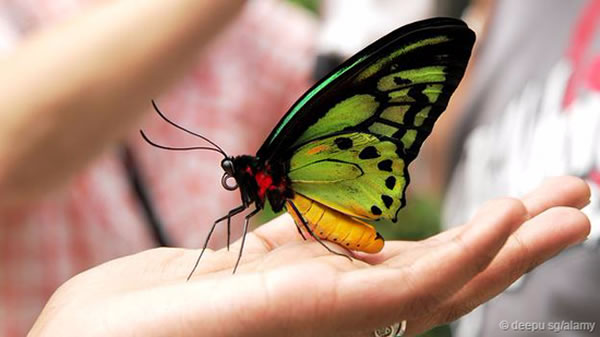 �Ͳ����¼����ǵľ��ͺ�����������ɽ���������(Ornithoptera alexandrae)