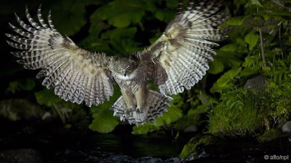 ����������èͷӥ����ë�����^(Bubo blakistoni)