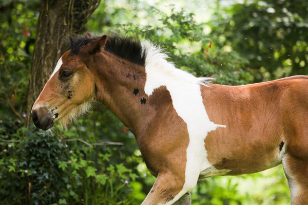 Ӣ����Լ�˿�һƥ�����ϳ�����̥�Ǻ�����̥��