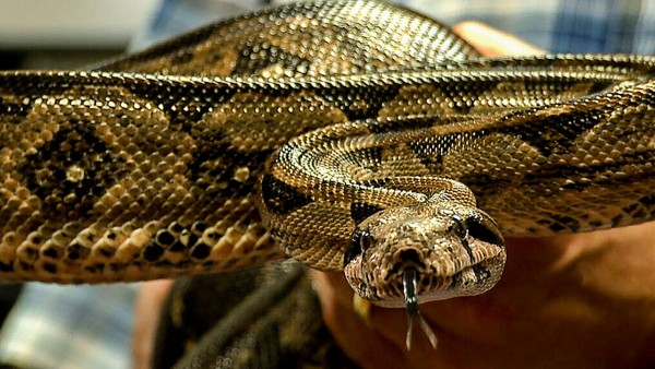 �߲��ǽ�������Ϣ���� ���������������ľ޴�ѹ����������������ͣ