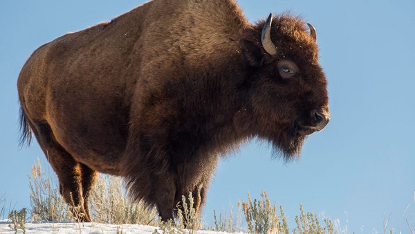 ������ʯ���ҹ�԰21�մ��������������ο���̫��������������Ұţ���˵����⡣