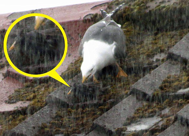 英国海鸥吞食燕八哥
