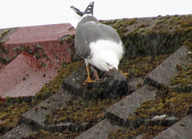 英国海鸥吞食燕八哥