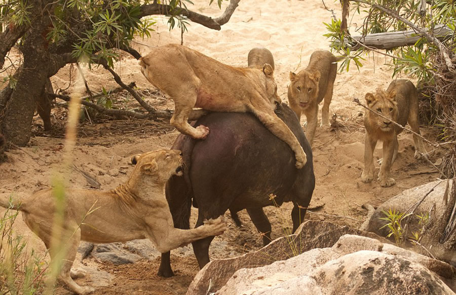 南非自然保护区老水牛孤身对战5头饥肠辘辘的雌狮