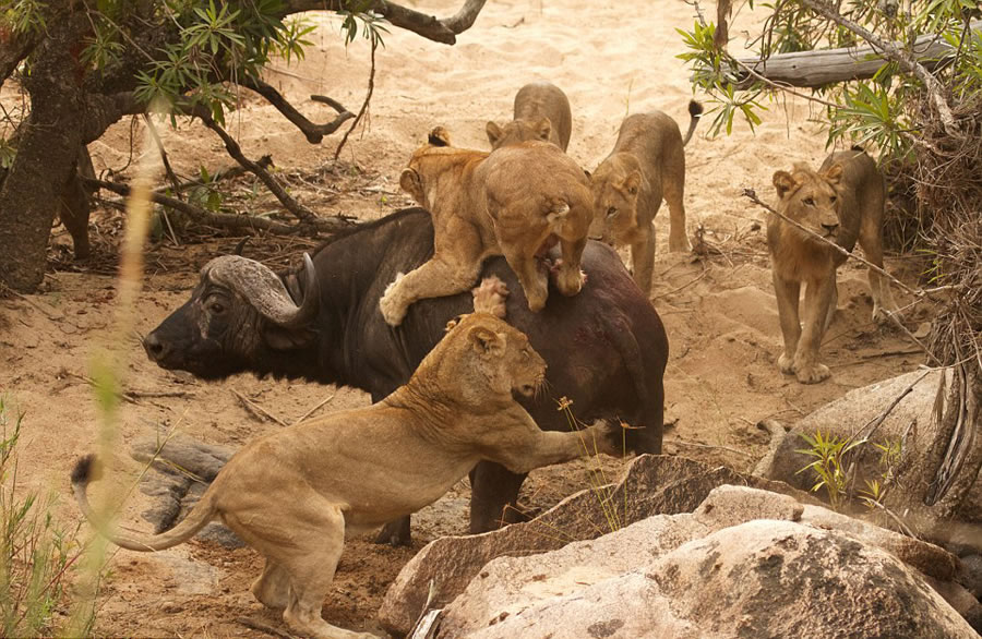 南非自然保护区老水牛孤身对战5头饥肠辘辘的雌狮
