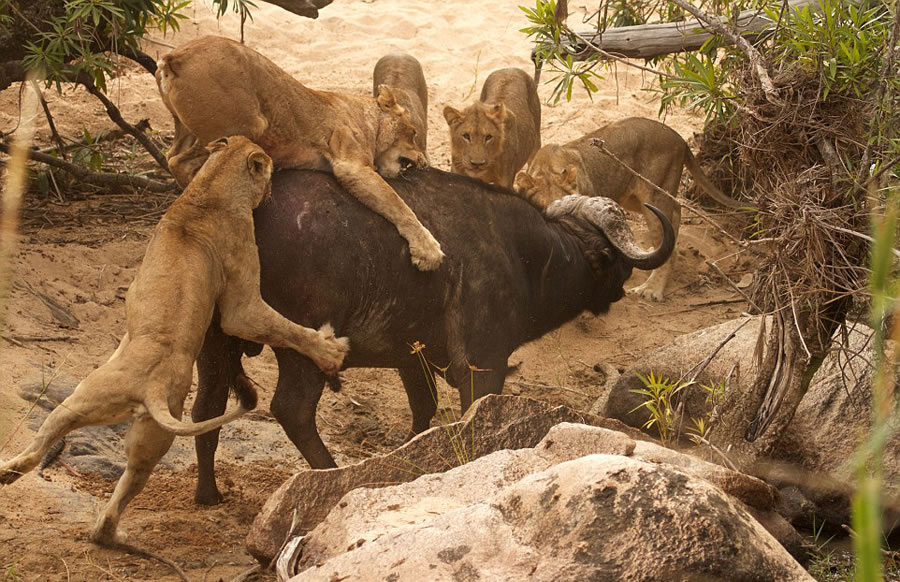 南非自然保护区老水牛孤身对战5头饥肠辘辘的雌狮