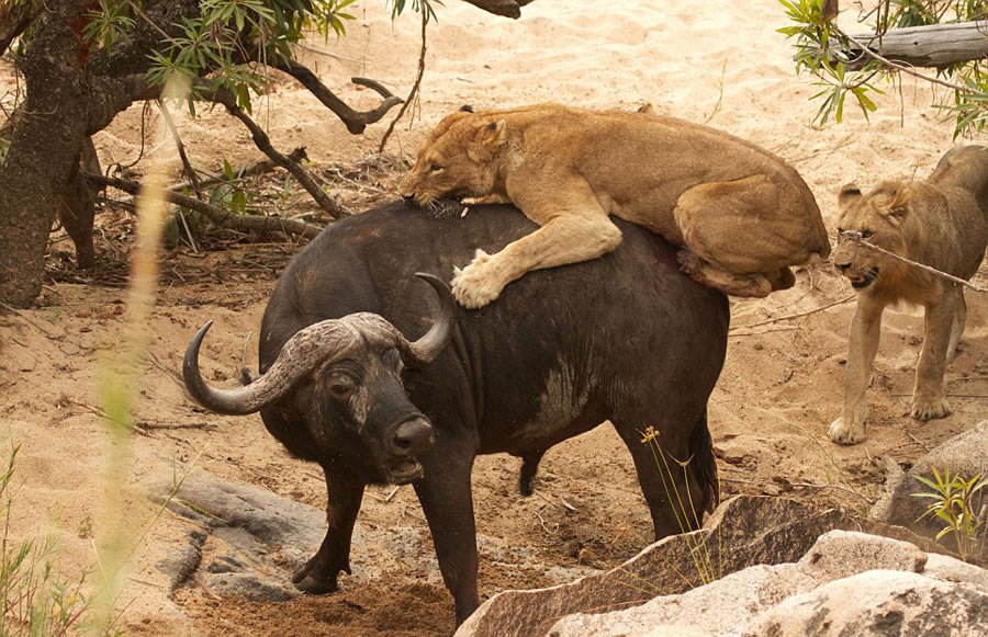 南非自然保护区老水牛孤身对战5头饥肠辘辘的雌狮