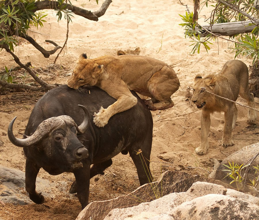南非自然保护区老水牛孤身对战5头饥肠辘辘的雌狮