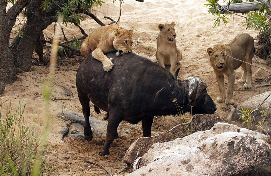 南非自然保护区老水牛孤身对战5头饥肠辘辘的雌狮