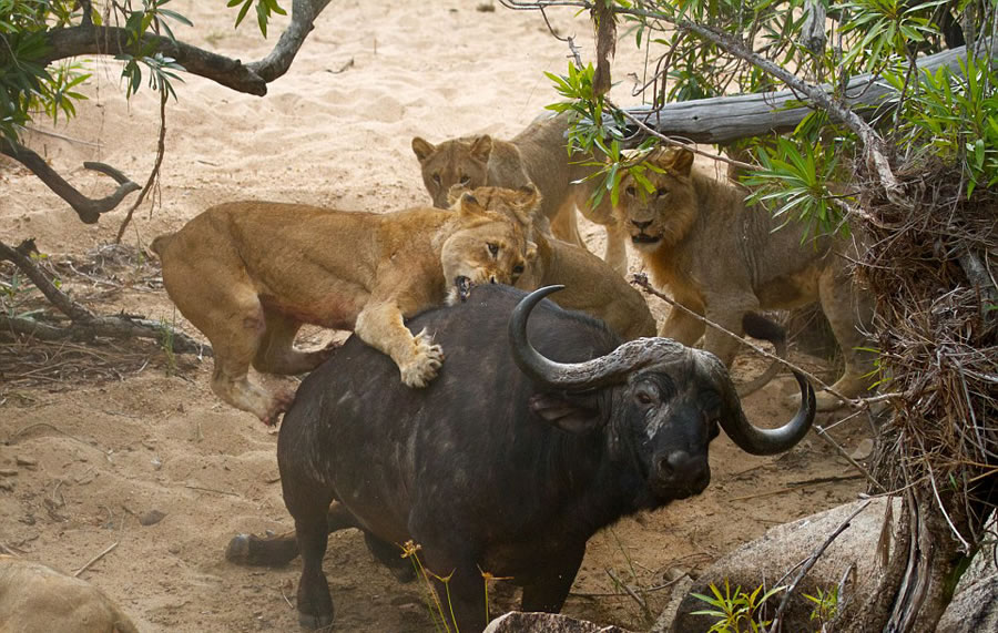 南非自然保护区老水牛孤身对战5头饥肠辘辘的雌狮