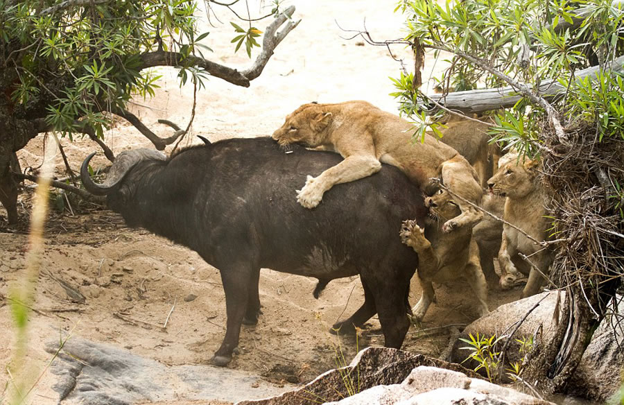 南非自然保护区老水牛孤身对战5头饥肠辘辘的雌狮