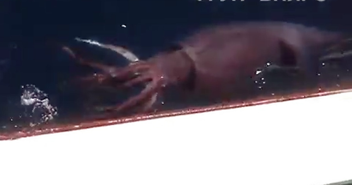 在这条巨型鱿鱼消失之前,它沿着船体漂浮了一会儿,让海员们能够清晰地拍摄到它的触角和球形身体。