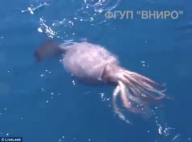 目前尚不清楚海员们拍摄的是一条巨型鱿鱼,还是体型更大的大王酸浆鱿。