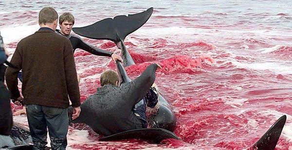 法罗群岛举行一年一度的捕鲸活动 场面非常骇人