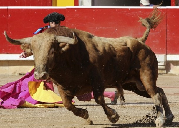 小镇通过法例,希望终能取缔残酷的斗牛比赛。