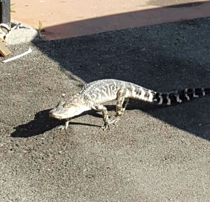 ������Q���ڽ����й�