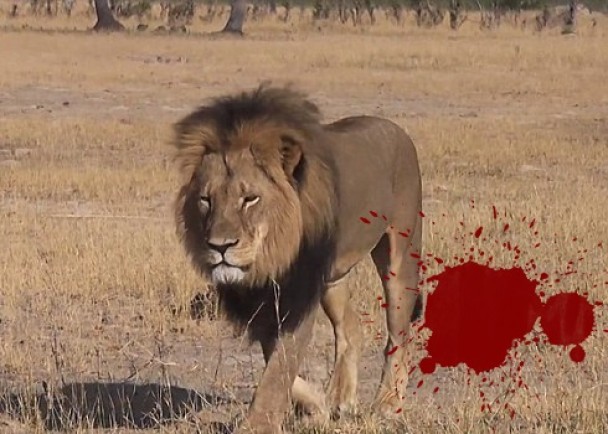 津巴布韦明星狮子塞西尔(Cecil)惨被残杀 剥皮割头作战利品