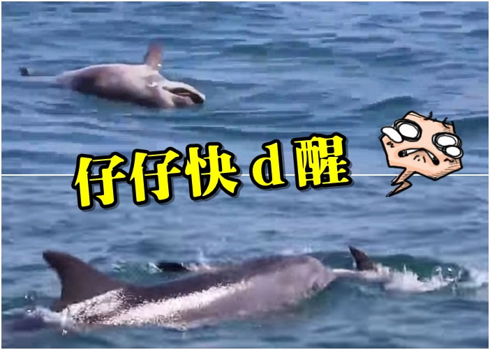海豚妈妈正尝试推醒爱儿