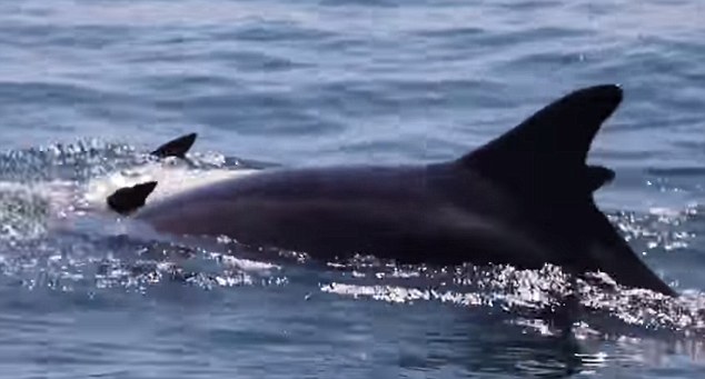 海豚妈妈接受不了小海豚的死