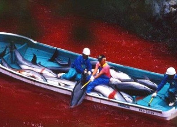 有部分人甚至会把法罗群岛的猎鲸文化,与日本太町地猎海豚(图)作比较。