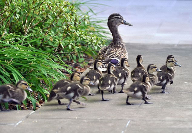 �¹�СѼ��ͷ��ˮ���ɫ�������⡰���ǡ�