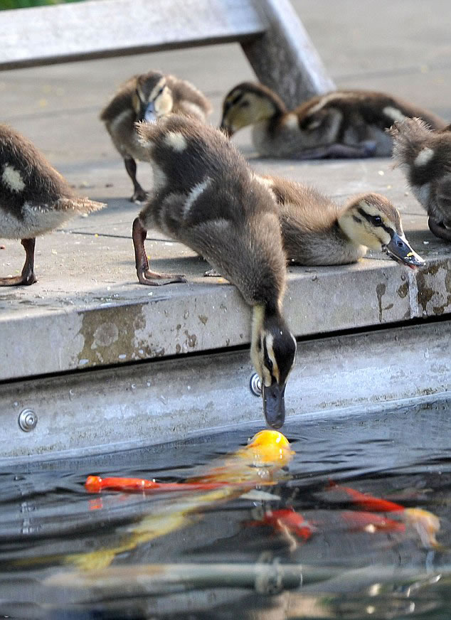 �¹�СѼ��ͷ��ˮ���ɫ�������⡰���ǡ�