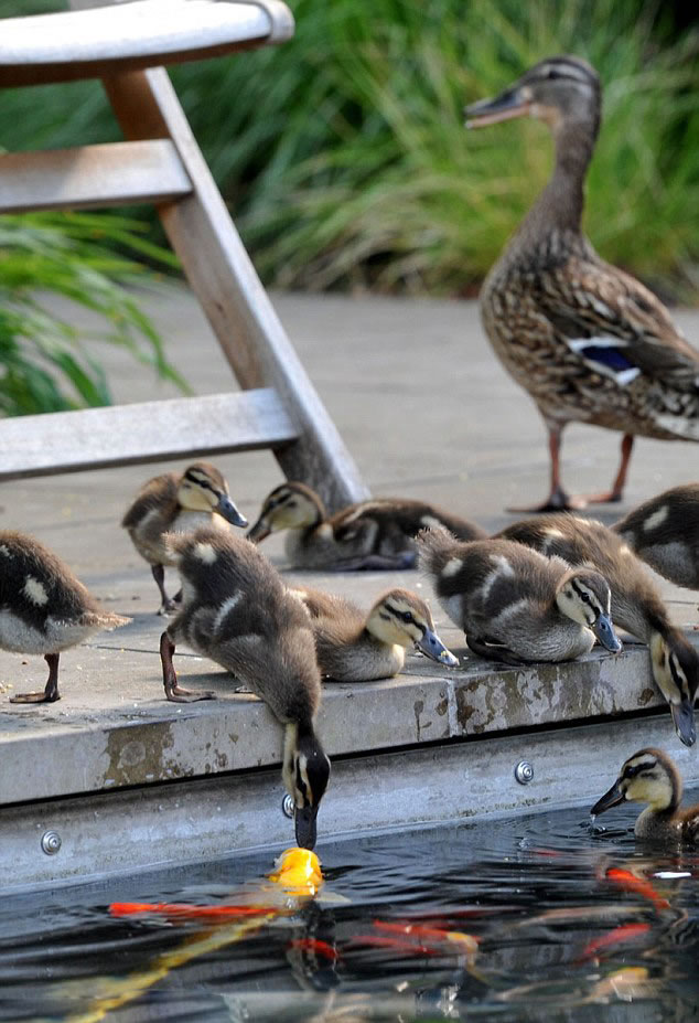 �¹�СѼ��ͷ��ˮ���ɫ�������⡰���ǡ�