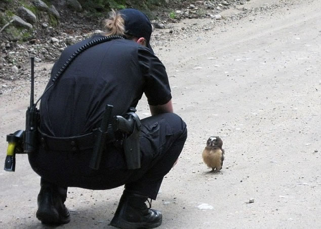 美国科罗拉多州女警员在偏僻山路被小猫头鹰拦