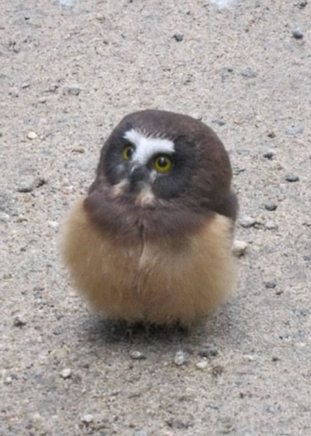 美国科罗拉多州女警员在偏僻山路被小猫头鹰拦