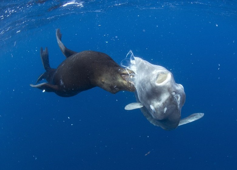 海狮无惧体型比自己大5倍的翻车鱼