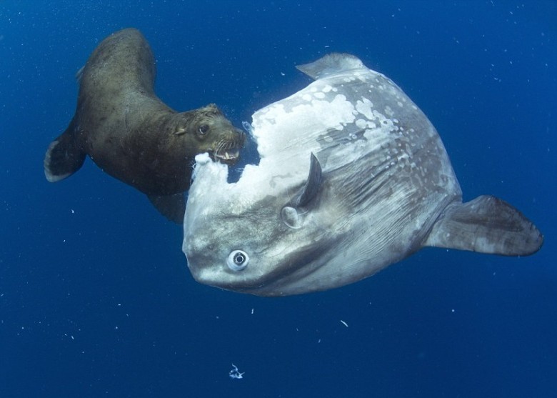 翻车鱼被海狮不断猛攻