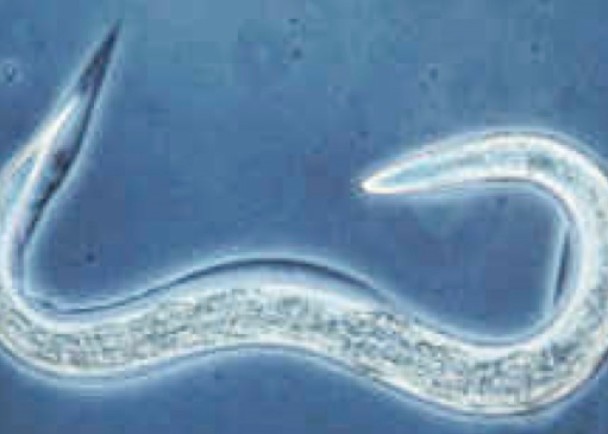 ��ѧ�ҷ������������߳��˥�ϻ��ƣ��������о��ӻ�����˥�ϡ�