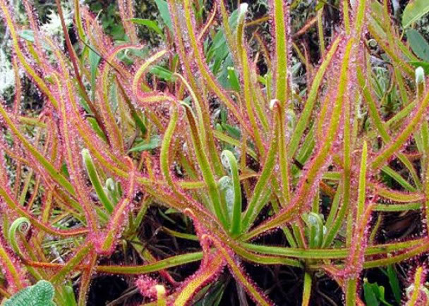 �¹�ר��ƾ��facebook������������Ƭ��������Ʒ��ֲ��drosera magnifica��